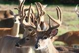 Deer hunting lodge Deer Haven  Acres