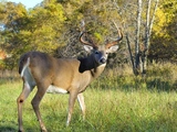 Trophy Deer Hunting in Kentucky.