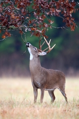 Trohy Deer Hunts in Kentucky North Fork Outfitters.