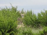 Whitetail Deer Hunts at Flying 5 B Ranch in Texas.