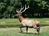 Elk Hunting in Tennessee Goodman Ranch.