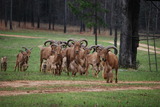 Aoudad hunting in Tennessee.