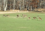 Whitetail hunting in Tennessee.