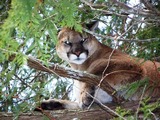 Guided Mountain Lion Hunts