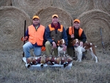 Pheasant Hunts in Frederick South Dakota.