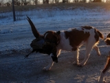 Brittany Pheasant Hunting Dogs at Maple River Pheasant Hunts.