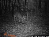 Trail Cam Deer in Ohio Full Bore Outfitters.