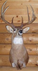 Boone and Crockett Whitetail Deer.