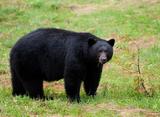 Black Bear Hunting British Columbia.