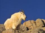 Mountain Goat Hunting British Columbia.
