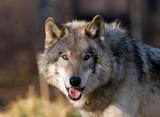 Wolf Hunting British Columbia.