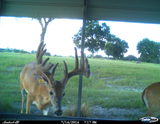 Whitetail Deer Hunting Florida at Three Generations Farm.