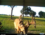 Florida Whitetail Hunts, First Class Lodging and Service.