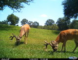 Deer Hunting Florida.