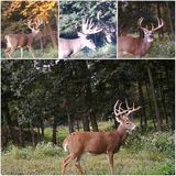 Monster Whitetail Deer Hunting Lodge Ohio.