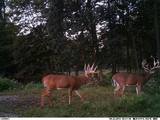 Huge WQhitetails in Ohio X Factor Whitetails.