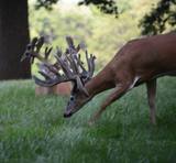 Deer Hunts Ohio, Trophy whitetails in West Liberty Ohio.