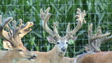 Ohio Trophy Deer Hunting Trips.