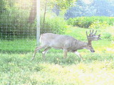 Ohio Deer Hunting Preserve, Trophy Deer hUNTS OF oHIO.