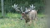 Monster Trophy Ohio Deer Hunting Guidesa.