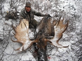 October Moose Hunt