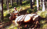 Montana Elk Hunting Outfitters.