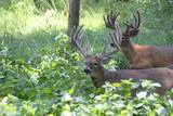 Deer Hunting Trips in Missouri.