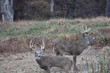 Deer Hunting Outfitters