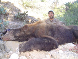 Giant Arizona Spot and Stalk Bear Hunting