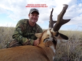 Giant Arizona Pronghorn Antelope