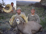Arizona Desert Bighorn Sheep