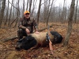 Wild boar hunts