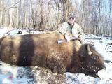 Buffalo hunts