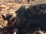 PA boar hunting outfitter