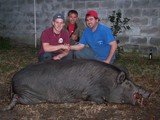 Hog Hunting Outfitters