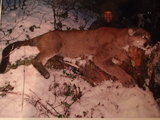 Mountain Lion Hunting