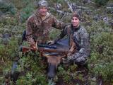 Moose Hunts