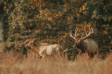 Wilderness Hunting Lodge, Elk Hunting