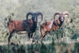 Wilderness Hunting Lodge, Mouflon Ram