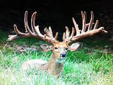Big whitetail deer in Missouri