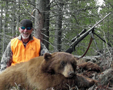Color Phase Bear Charges a Calf elk Distress Call