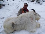 Mountain Goat Hunts In Montana