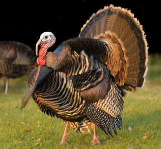 Wyoming Rio Grande Turkey Hunting Guides Outfitters And Lodges