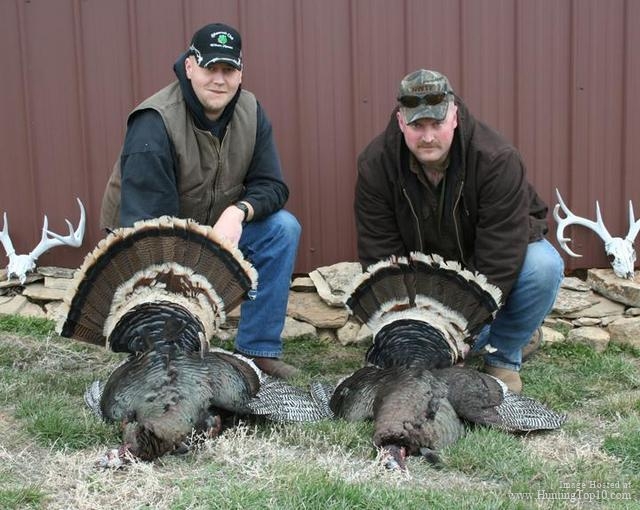 Merriam Turkey Hunting In Montana. at