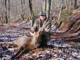 Tennessee Sika Deer Hunting.