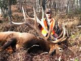 Tennessee Elk Hunting.