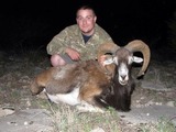 Mouflon Hunts 