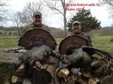 Ohio Bow Hunting Outfitters, Turkey Hunting