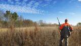 Lily Pond Creek Hunting Lodge, Upland Bird Hunting