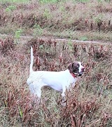 Tall Cotton Quail Hunting Preserve, Hunting Dog